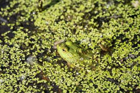 vibrant green frog hides in the lily pads of your pond