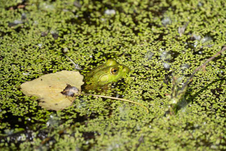 vibrant green frog hides in the lily pads of your pond