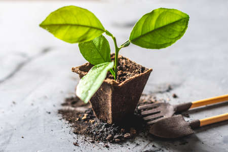 Green young seedling in a pot and gardening tools. Planting plant seeds and sapling in fertile soil in spring.の写真素材