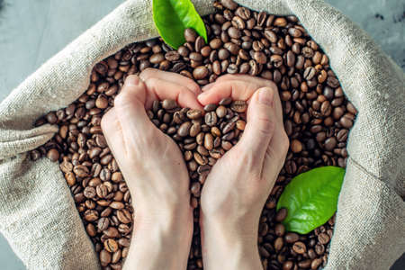 Hands hold a handful of heart-shaped roasted coffee beans over a full burlap of coffee. The view from the top. ?oncept of love for coffee.の写真素材