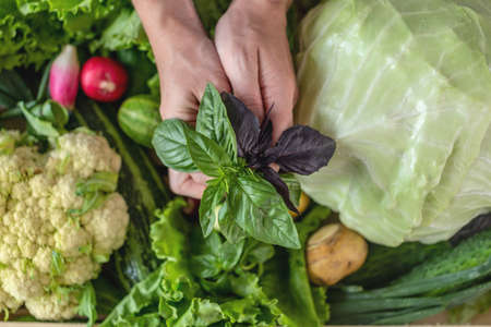 Person is taking fresh vegetables and herbs out of a box. Concept of growing healthy crops in your garden.の写真素材
