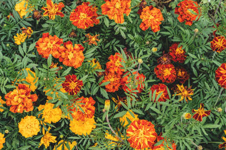 Background of beautiful bright thick growing garden flowers in yellow and orange.