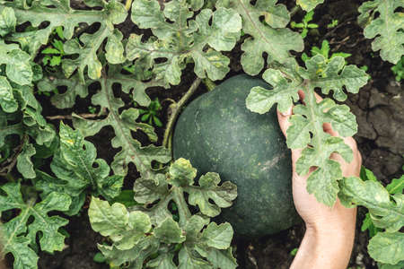 Hand is carefully holding a young watermelon growing on the ground. Concept of growing organic and healthy fruits and vegetables.の写真素材