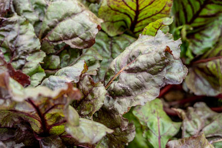 Background of thick growing beet leaves. Close up.の写真素材