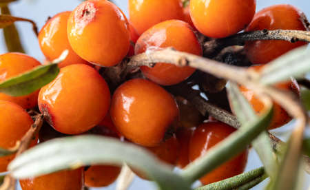 Ripe bright sea buckthorn berries on a branch close up.の写真素材