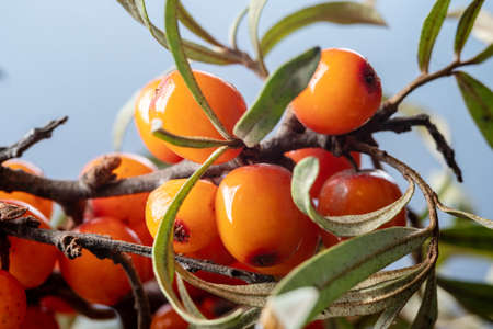 Ripe bright sea buckthorn berries on a branch close up.の写真素材