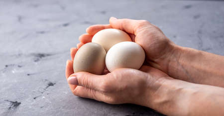 Women's hands are carefully holding three raw village eggs with shells of different unusual colors. Gray background.の写真素材