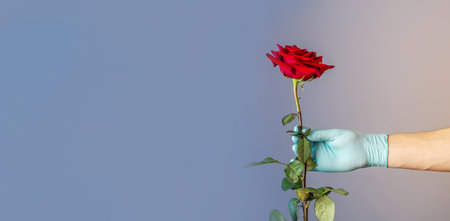 A man's hand in a blue protective glove is holding and giving a red rose. Concept of a lifestyle in a pandemic. Copy space.の写真素材