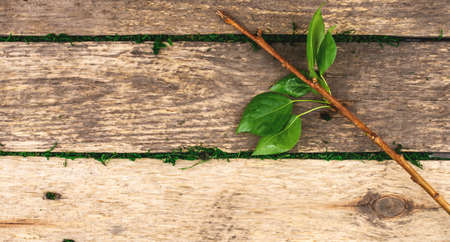 Rustic wooden background made of rough planks with green moss between the boards and a branch with fresh first leaves. Concept of spring.の写真素材