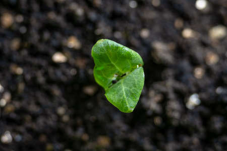 A sprout with young green leaves sprouted in the soil from seeds. Closeup and top view.の写真素材