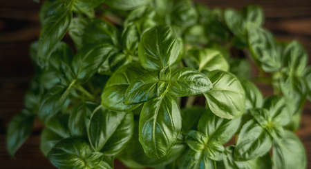 Fresh green fragrant basil with beautiful juicy leaves closeup on a wooden background.