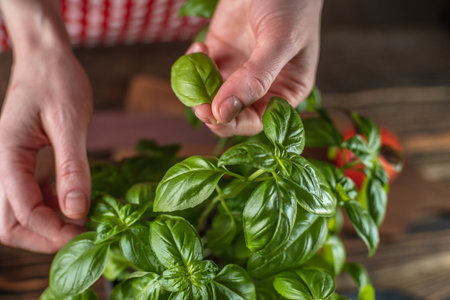 Female hands are picking a leaf of fresh basil. Concept of cooking healthy salad and decorating dishes. closeup.の写真素材