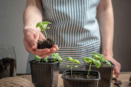 Person in an apron is planting young green basil seedlings in pots with soil. There are gardening tools on the table with craft paper. Agricultural concept, hobbyの写真素材