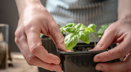 Person in an apron is planting young green basil seedlings in pots with soil. There are gardening tools on the table with craft paper. Agricultural concept, hobbyの写真素材