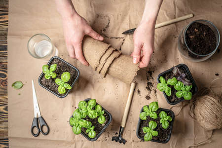 Hands are planting young green seedlings in pots with soil. There are gardening tools on the table with craft paper. Agricultural concept, hobby. top view.の写真素材