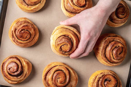 Woman hands are carefully taking out fresh warm cinnamon rolls buns from a baking tray. Concept of...