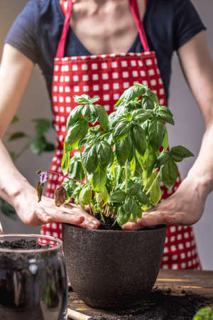 Woman in a red apron is transplanting green basil seedlings into a larger pot and taking care of them. Concept of gardening, agriculture, spring.の写真素材