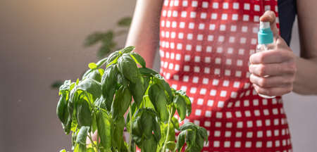 Woman in a red apron is sprinkling water on the leaves of a green plant. Concept of plant care,...