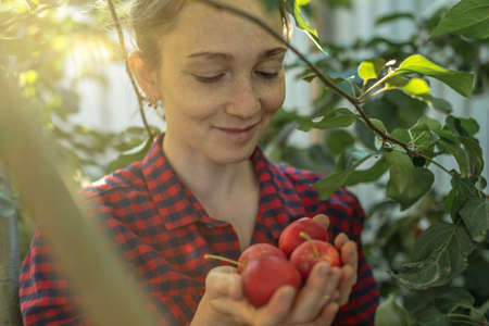 A farmer girl is plucking a fresh crop of organic red apples in her autumn garden.の写真素材