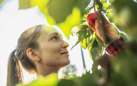 A farmer girl is plucking a fresh crop of organic red apples in her autumn garden.