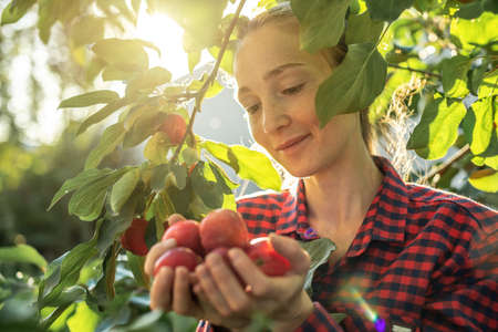 A farmer girl is plucking a fresh crop of organic red apples in her autumn garden.の写真素材