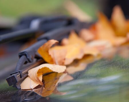 stale leaves on the carの写真素材