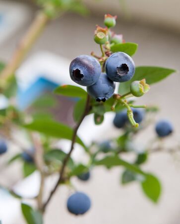 blueberry on the branchの写真素材