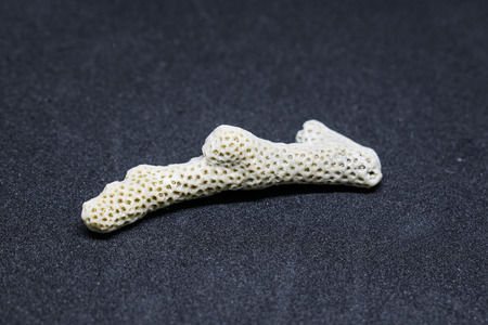White coral on a beautiful black background.の写真素材