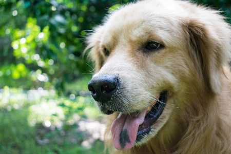 love me love my dog. I love dogの写真素材