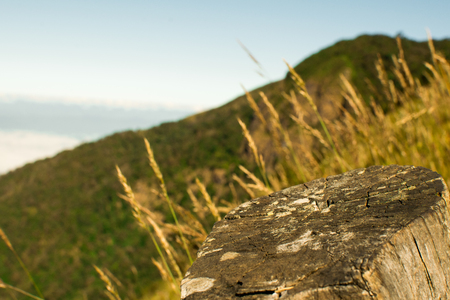Mountain forest landscape under evening sky with clouds in sunlight. Filtered image: Soft and vintage effect. beautiful natureの写真素材