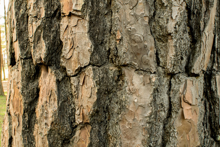 Pine trees in the forest. Bark And the tall corners of tall pines see the sky. giant, looking,...