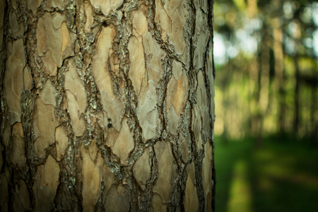 Pine trees in the forest. Bark And the tall corners of tall pines see the sky. giant, looking, travel, natural, outdoorの写真素材