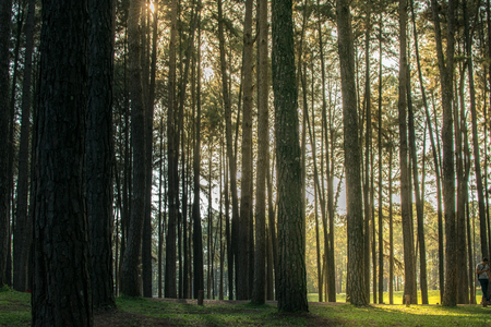 Pine trees in the forest. Bark And the tall corners of tall pines see the sky. giant, looking,...