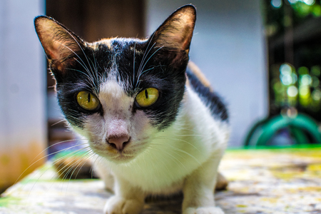 The cat stares at the rat. Or surveillance cute, mammal, pet,の写真素材