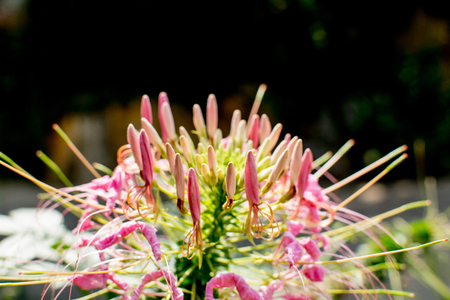 Pink flowers on a blurred background.の写真素材