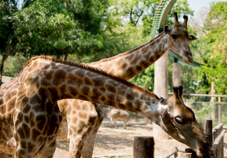 Giraffe in the zoo waiting for animal feed.