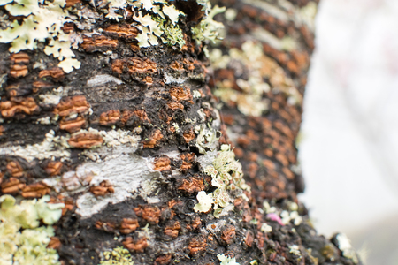 The trunk of a tree with a blurred background.の写真素材