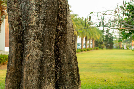 The trunk of a tree with a blurred background.の写真素材