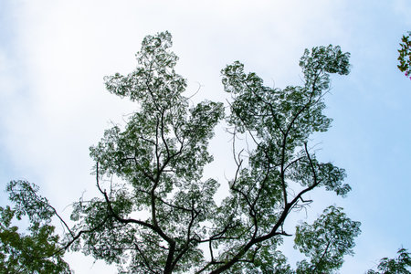 Tree with only branches against Clear Sky