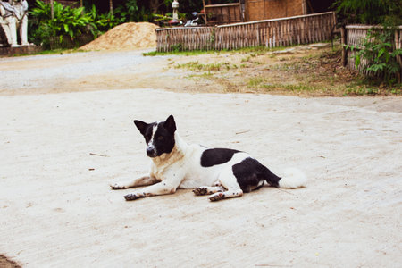 dog on the floor. Animalの写真素材