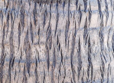 palm bark texture の写真素材