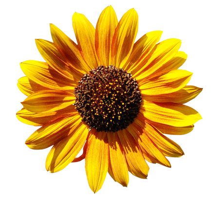 Sunflower isolated against white background の写真素材
