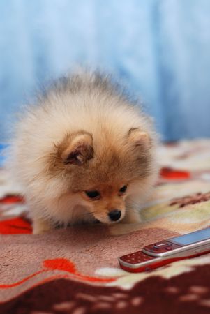 Pomeranian spitz puppy and mobile phoneの写真素材