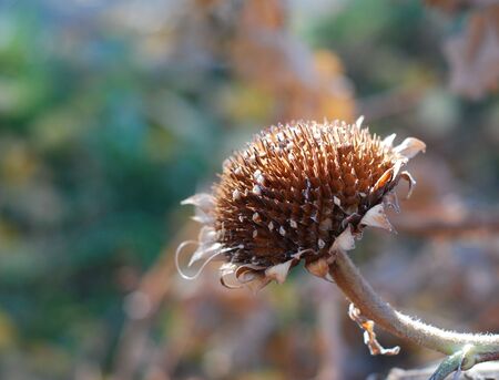 Old dry sunflower. Autumn background.の写真素材