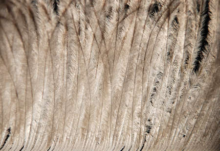 Ostrich feather texture. Close-up view.の写真素材