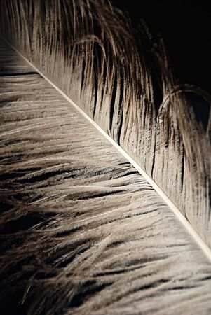 Ostrich feather isolated over black backgroundの写真素材