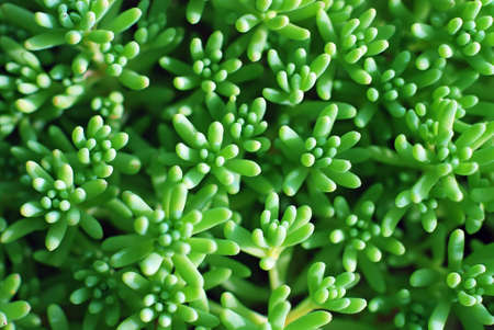 Natural green background with Crassula leafsの写真素材