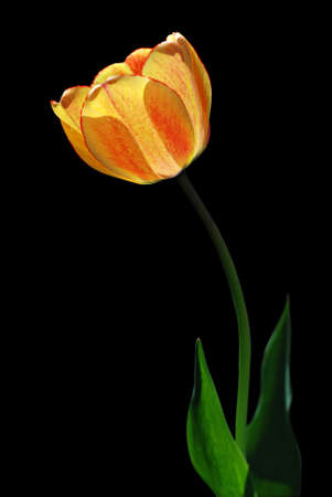 Yellow Tulip with red dots isolated on a black backgroundの写真素材