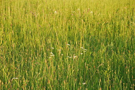 Grass with flowers, meadow spring backgroundの写真素材