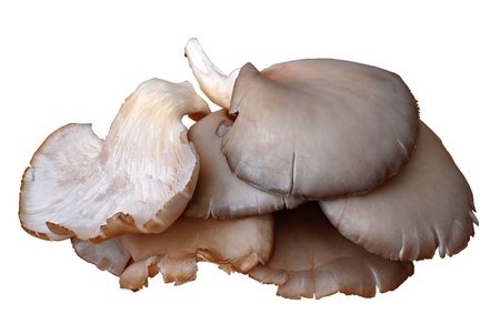 Oyster mushroom isolated on a white backgroundの写真素材